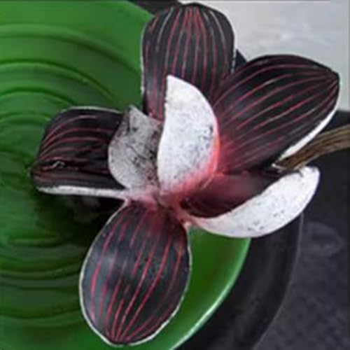 Pink Magnolia Tabletop Fountain with Zen Design