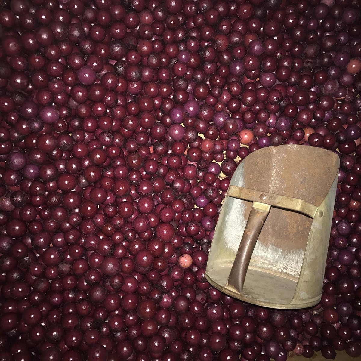 Cabernet Legacy No 28 Potpourri 8 Oz Bag
